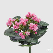 CESPUGLIO DI KALANCOE H23XD19CM ROSA