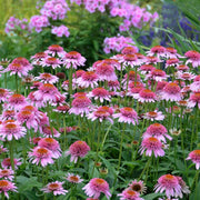 ECHINACEA BUTTERFLY KISSES VASO 23CM