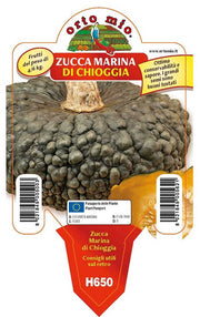3 PIANTE IN VASO Ø10CM ZUCCA MARINA DI CHIOGGIA