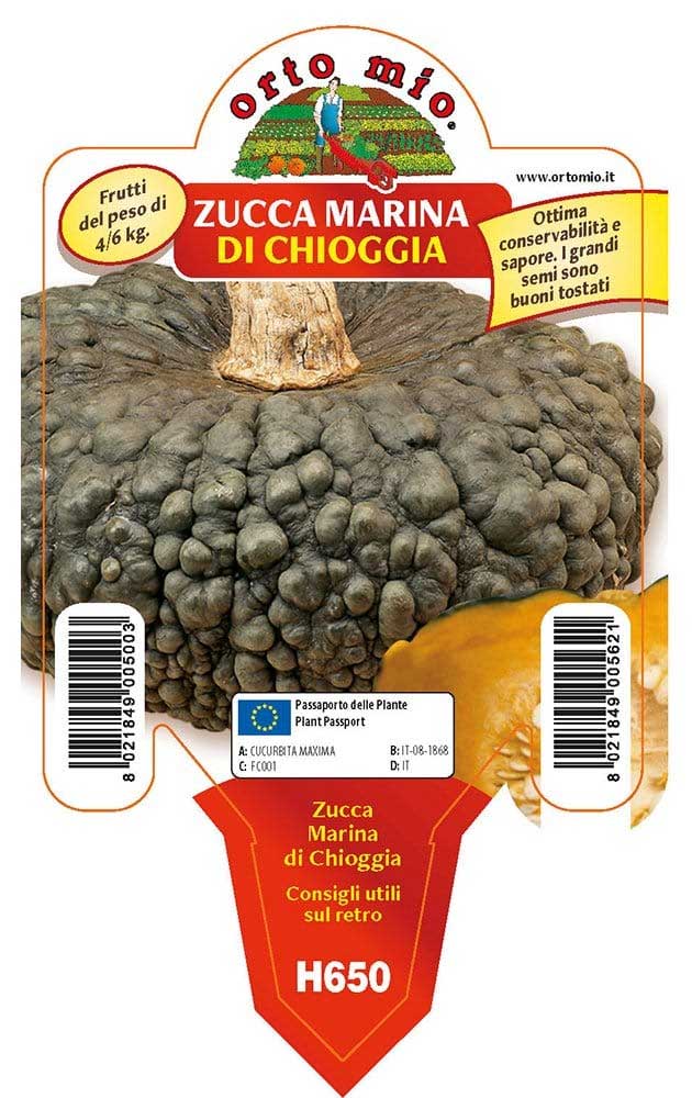 3 PIANTE IN VASO Ø10CM ZUCCA MARINA DI CHIOGGIA