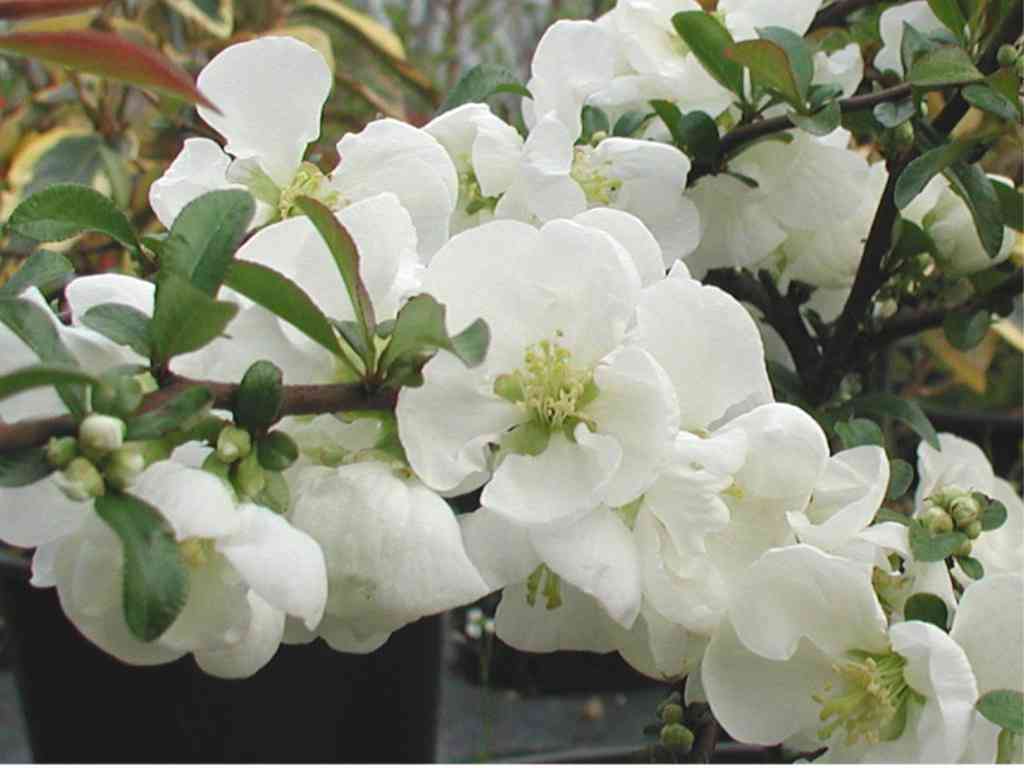 CHAENOMELES JET TRAIL COTOGNO GIAPPONESE VASO 18CM