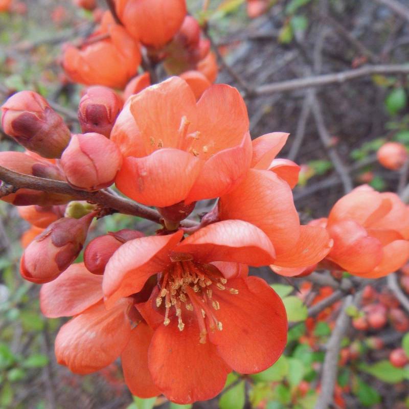 CHAENOMELES SUPERBA ORANGE BEAUTY COTOGNO GIAPPONESE VASO 18CM