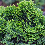 CHAMAECYPARIS OBTUSA NANA GRACILIS VASO 17CM
