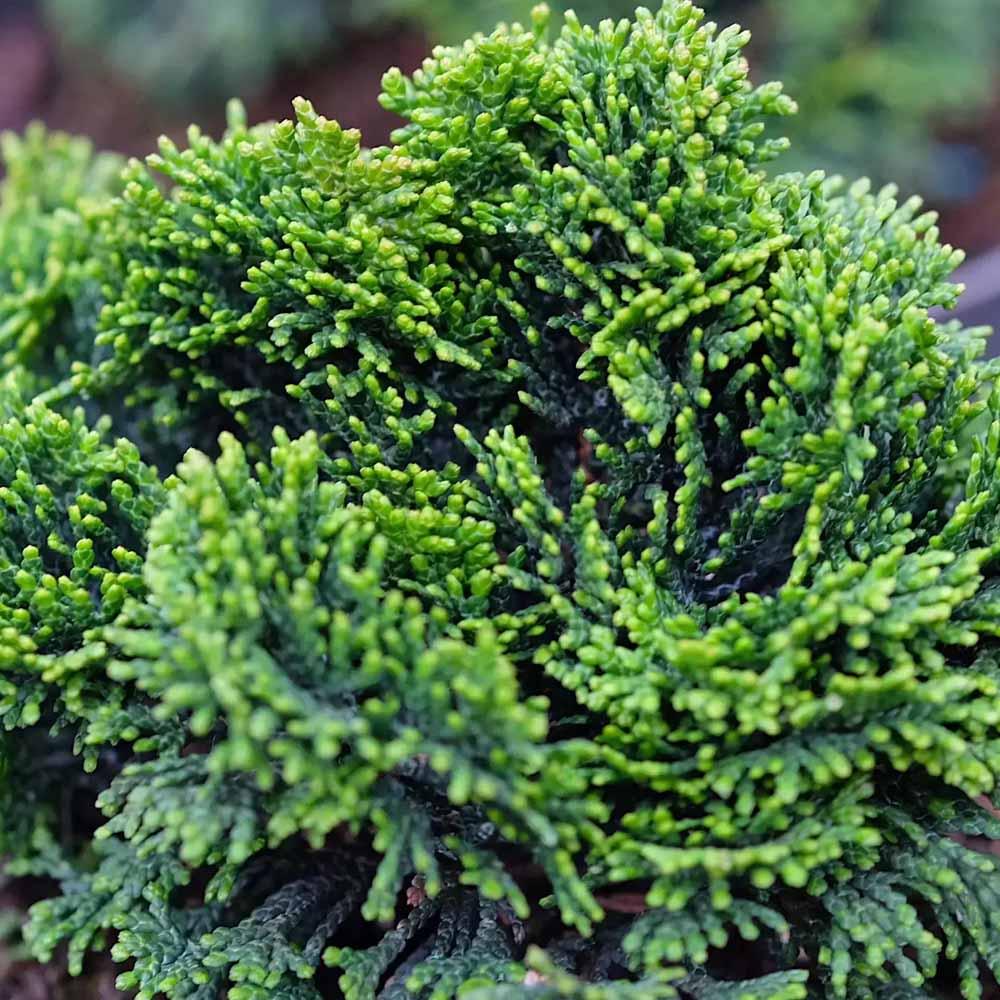 CHAMAECYPARIS OBTUSA NANA GRACILIS VASO 17CM