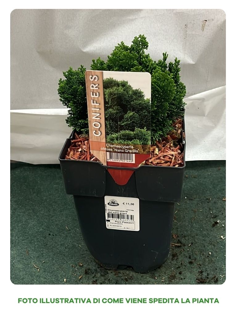 CHAMAECYPARIS OBTUSA NANA GRACILIS VASO 17CM