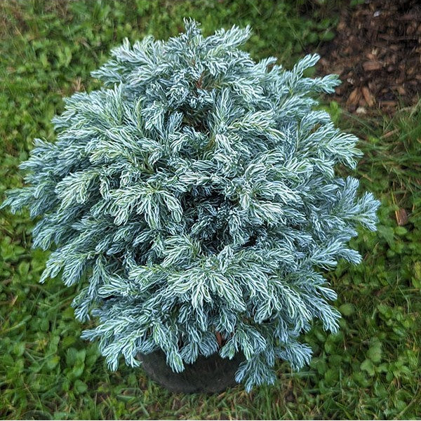 CHAMAECYPARIS PISIFERA BLUE PLANET VASO 19CM