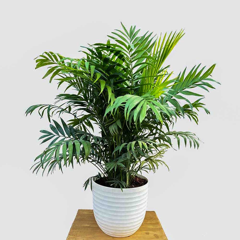 CHAMAEDOREA IN VASO MIGNON 6CM