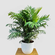 CHAMAEDOREA IN VASO MIGNON 6CM