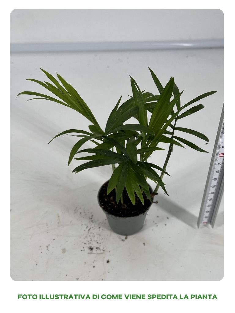 CHAMAEDOREA IN VASO MIGNON 6CM