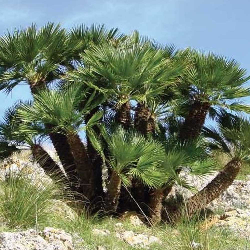 CHAMAEROPS HUMILIS IN VASO 22CM