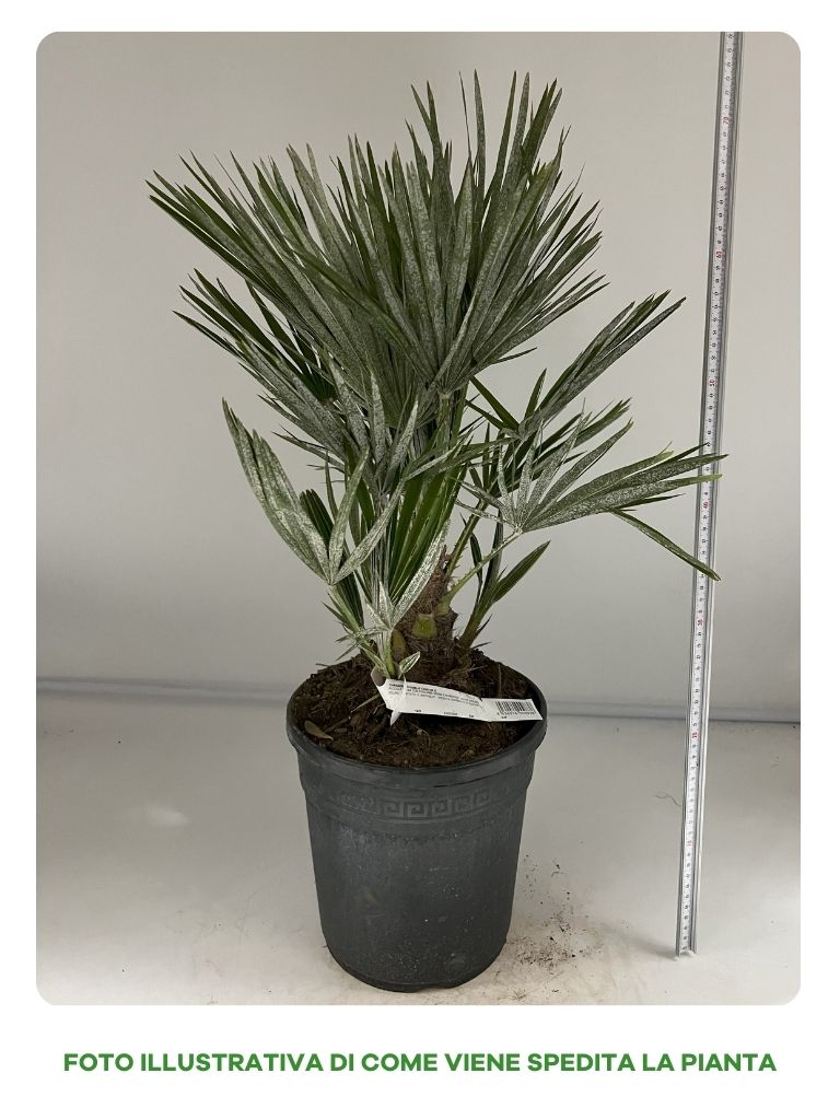 CHAMAEROPS HUMILIS IN VASO 22CM