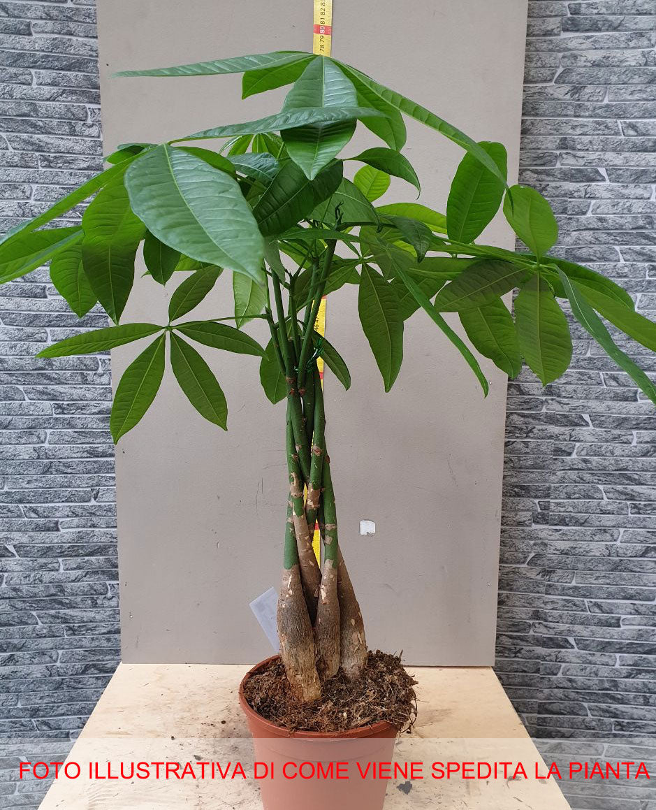 PACHIRA ACQUATICA IN VASO 15CM