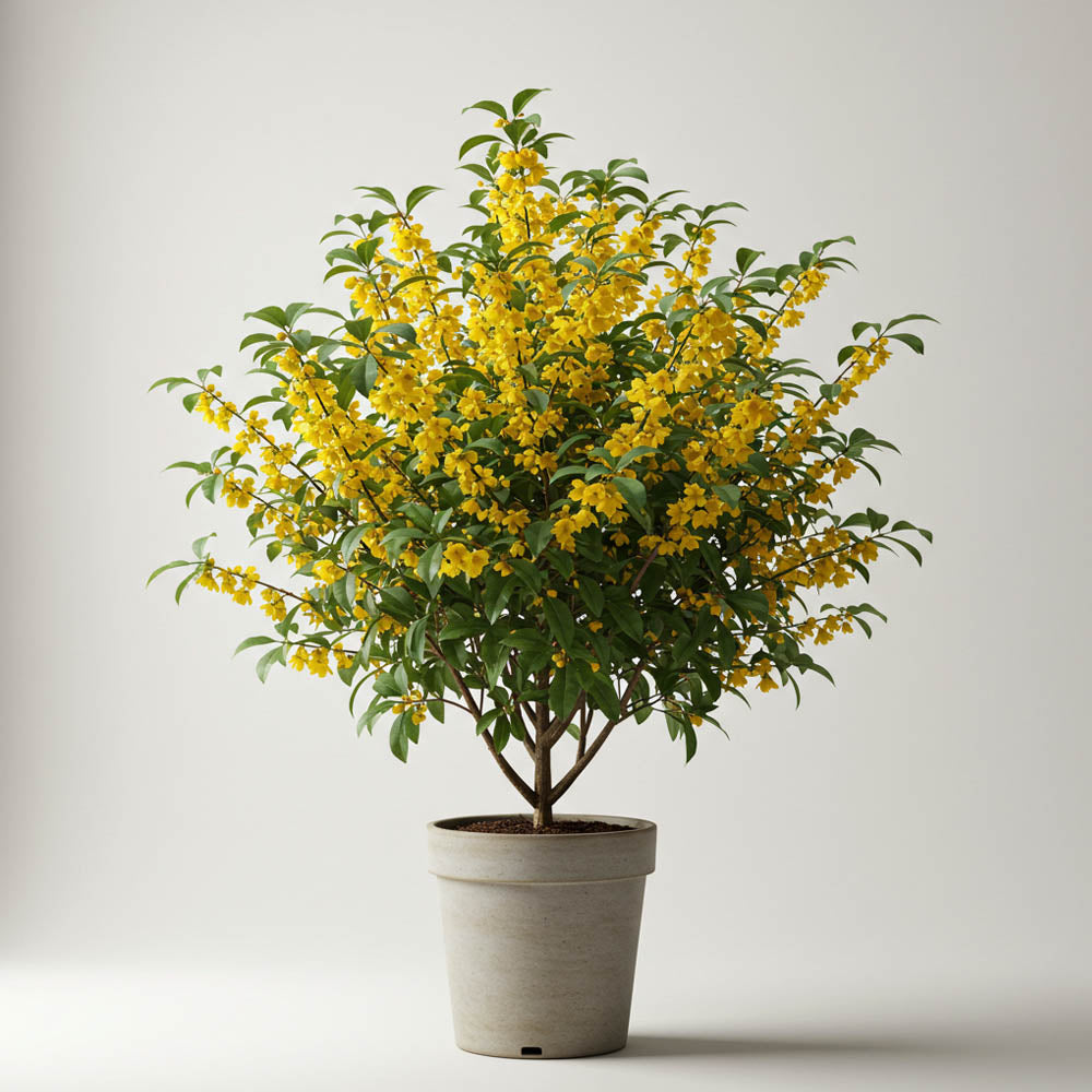 CHIMONANTHUS PRAECOX CALICANTO D’INVERNO VASO 26CM