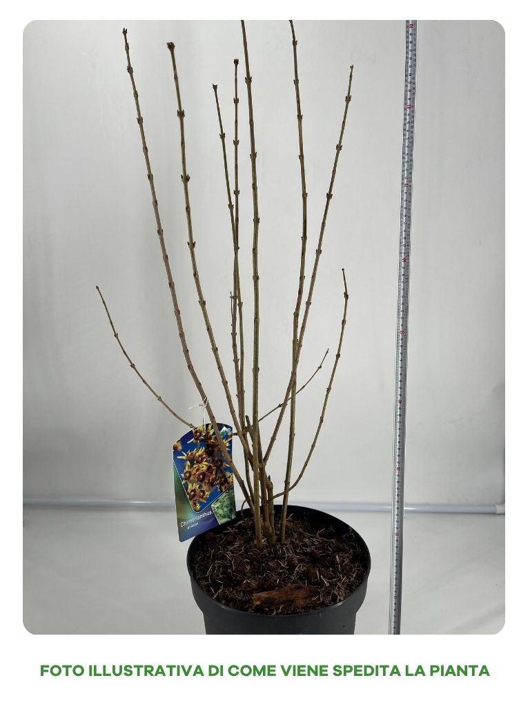 CHIMONANTHUS PRAECOX CALICANTO D’INVERNO VASO 26CM