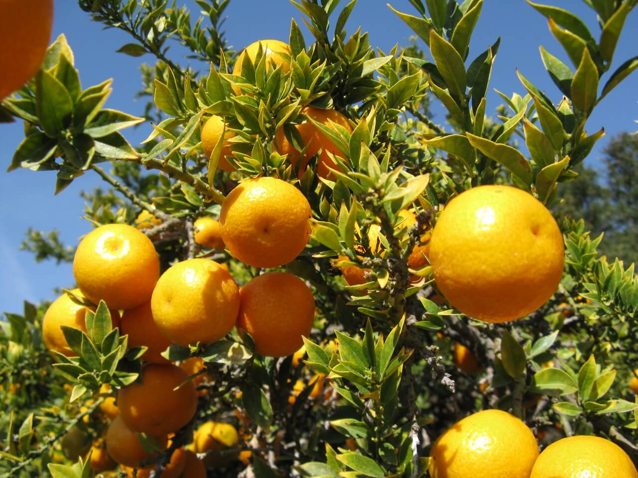 CITRUS MYRTIFOLIA CHINOTTO IN VASO 22CM