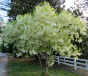 CHIONANTHUS VIRGINICUS ALBERO DELLA NEVE VASO 24CM