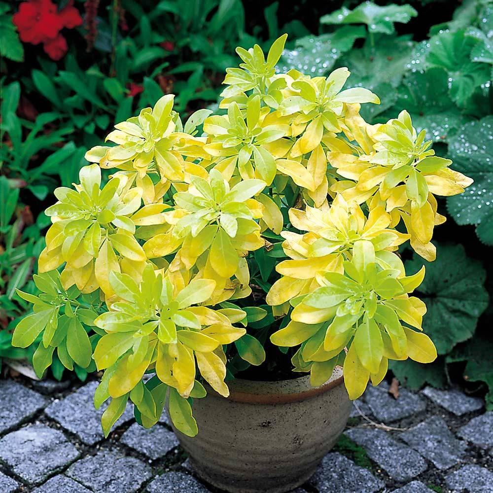 CHOISYA TERNATA BRICA ARANCIO MESSICANO VASO 13CM