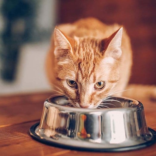 SCHESIR NATURE FOR CAT CIBO UMIDO IN LATTINA PER GATTI GUSTO A SCELTA 140 GRAMMI