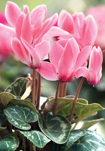 OFFERTA 3 PIANTE DI CICLAMINI ROSA VASO 10CM