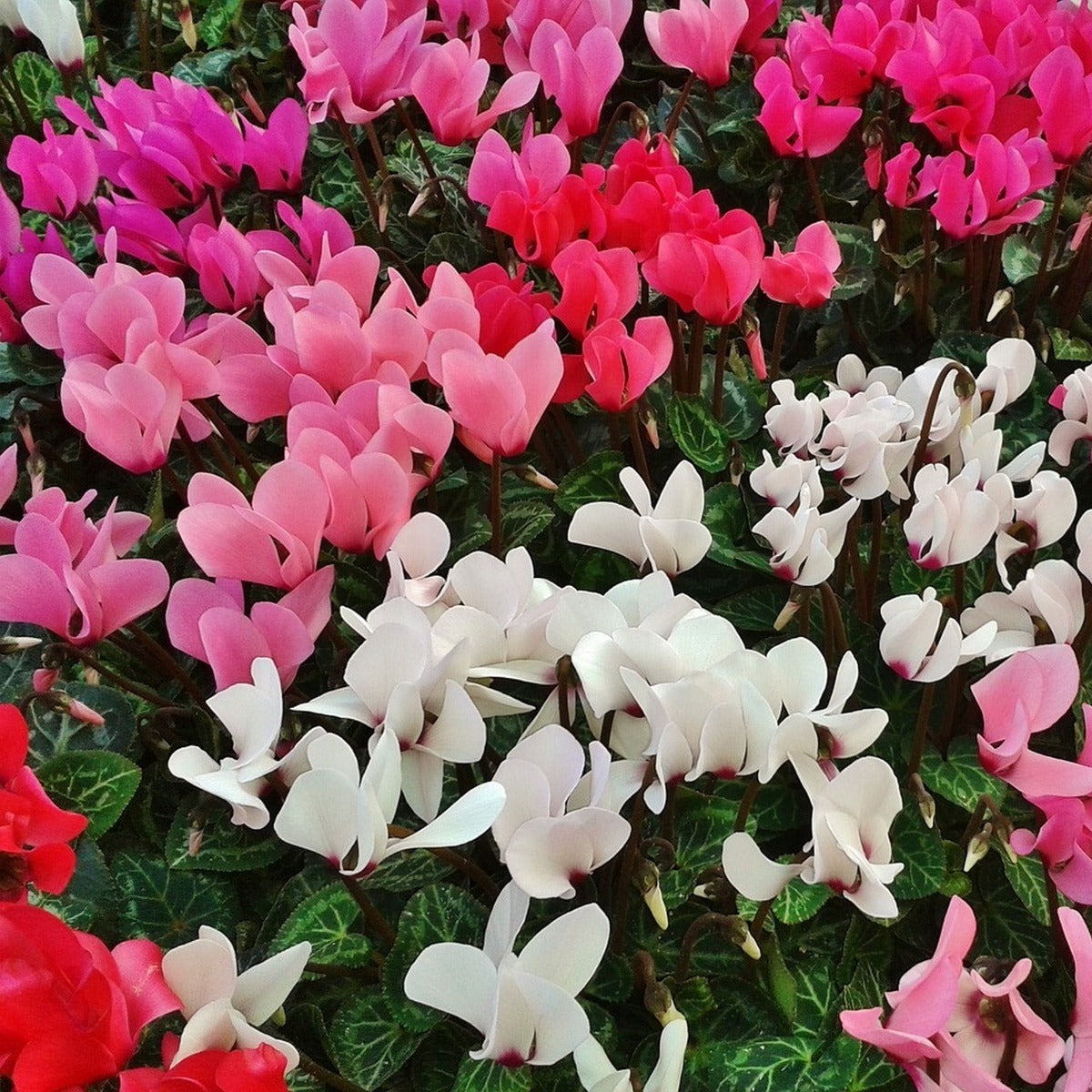 OFFERTA 3 PIANTE DI CICLAMINI COLORI ASSORTITI FUCSIA BIANCHI ROSSI VASO 10CM