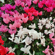 CICLAMINO COLORI ASSORTITI FUCSIA BIANCHI ROSSI VASO 14CM
