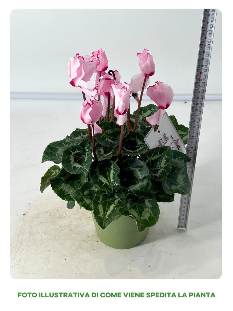 CICLAMINO ABSOLU DE MARCEL IN VASO DA 14CM