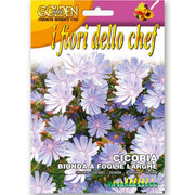 SEMI DI CICORIA BIONDA A FOGLIE LARGHE
