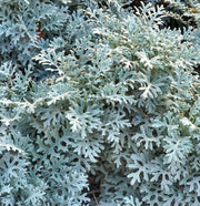 CINERARIA IN VASO 17CM