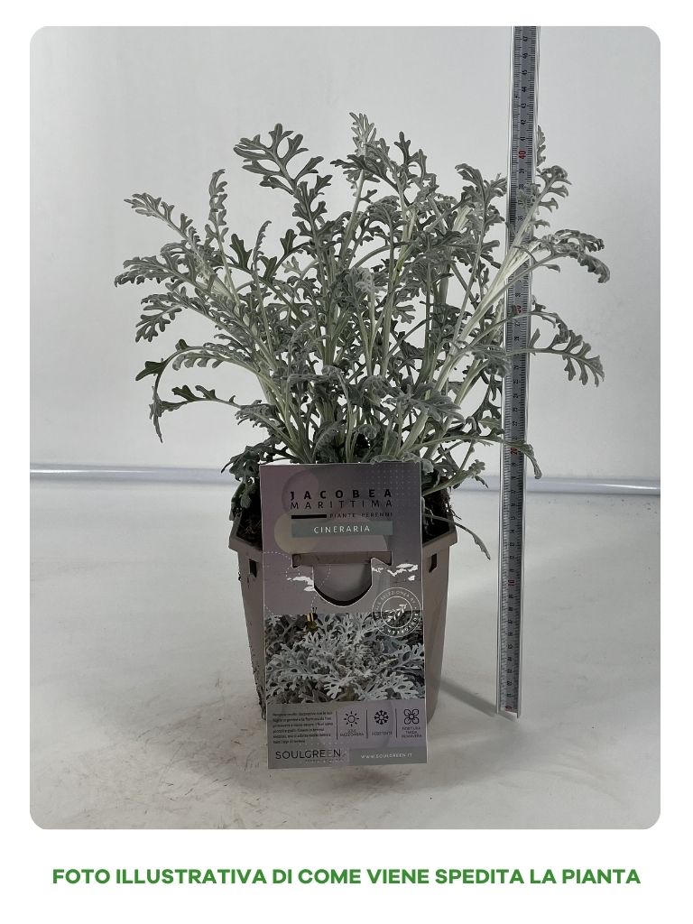 CINERARIA IN VASO 17CM