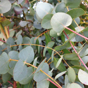 EUCALYPTUS CINEREA O EUCALIPTO VASO 24CM