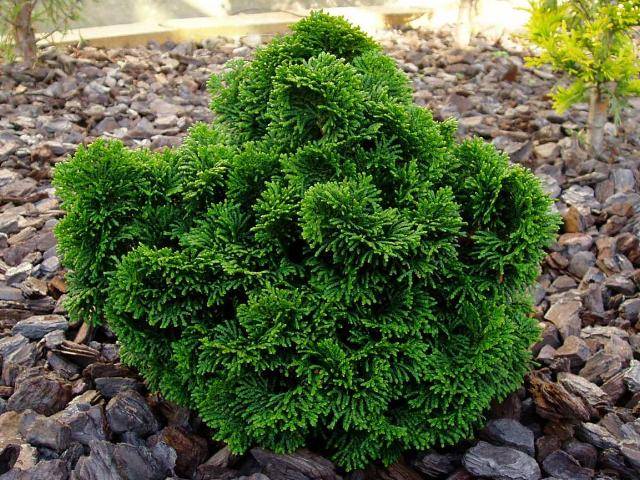 CHAMAECYPARIS OBTUSA NANA GRACILIS VASO 19CM