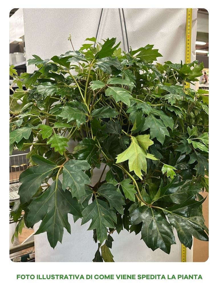 CISSUS ELLEN DANICA VASO 19CM