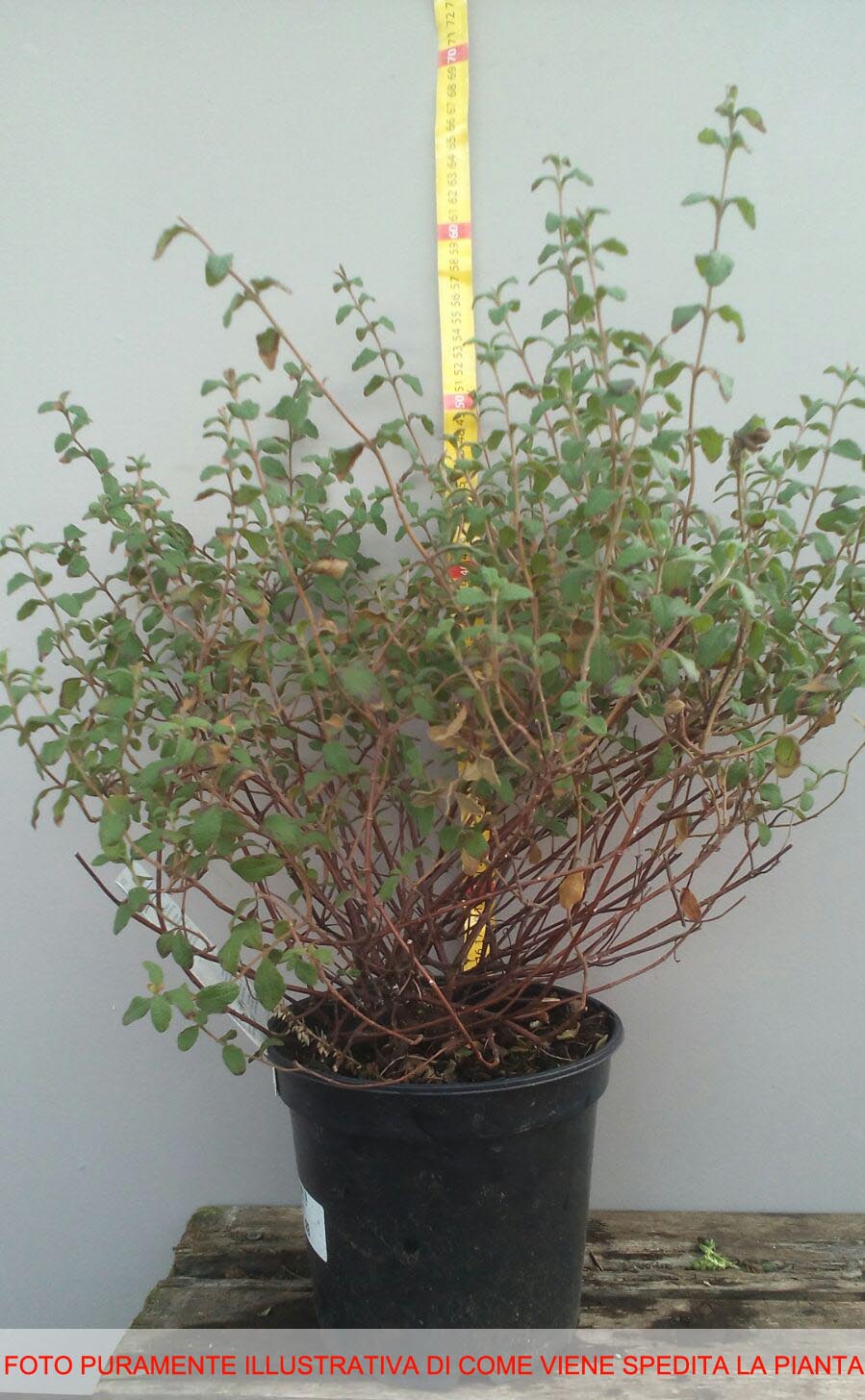 CYTISUS VANESSE IN VASO 16CM
