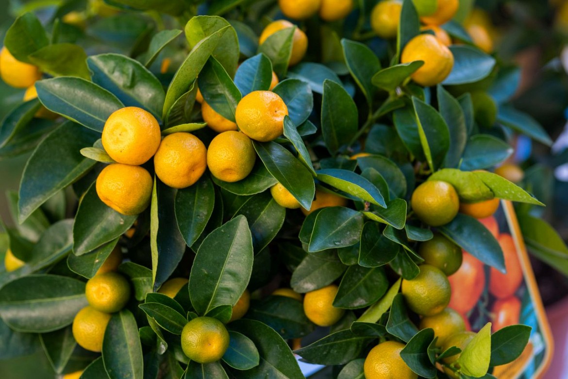 CALAMONDINO MANDARINO NANO IN VASO 14CM