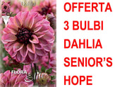 OFFERTA 3 BULBI DAHLIA DECORATIVE SENIOR'S HOPE