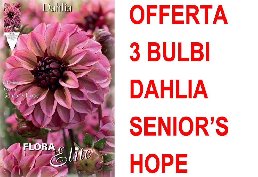 OFFERTA 3 BULBI DAHLIA DECORATIVE SENIOR'S HOPE