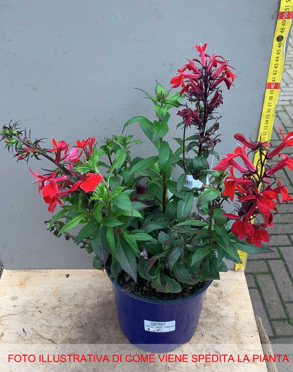 LOBELIA STARSHIP SCARLET VASO 18CM