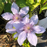 CLEMATIDE CLEMATIS BERNARDINE VASO 23CM