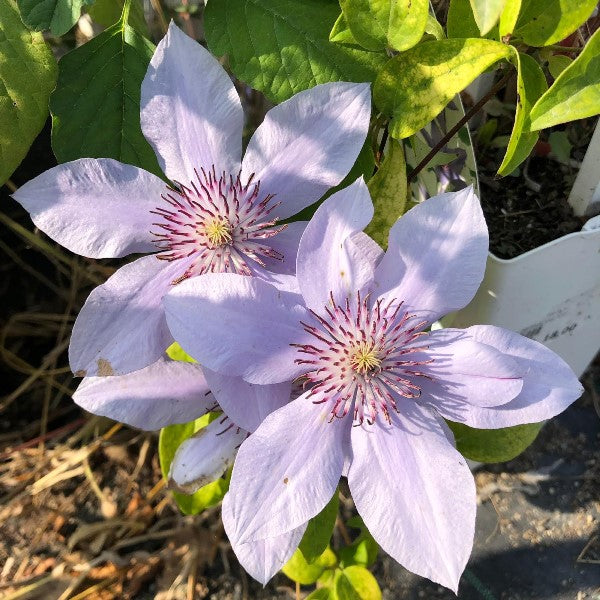 CLEMATIDE CLEMATIS BERNARDINE VASO 23CM