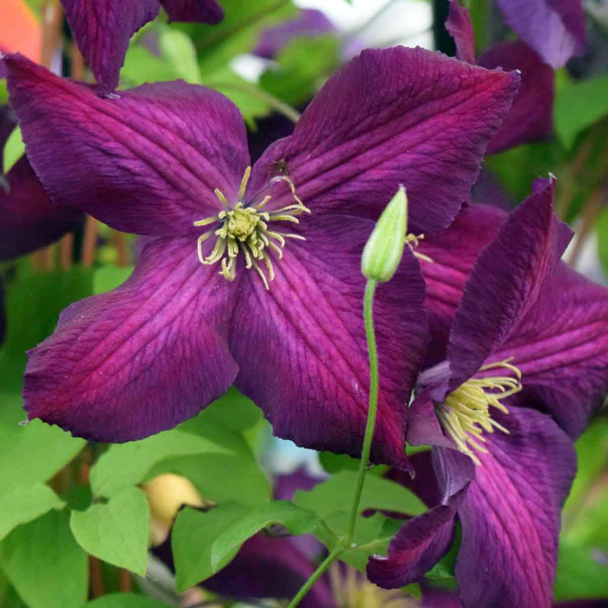 CLEMATIDE CLEMATIS JACKMANII PURPUREA VASO 17CM