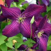 CLEMATIDE CLEMATIS JACKMANII PURPUREA VASO 17CM