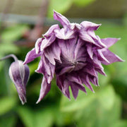 Clematis Vitic Mary Rose in vaso da 16cm