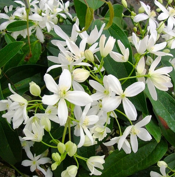 CLEMATIDE ARMANDII VASO 16CM