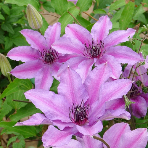 CLEMATIDE CLEMATIS ISABELLA VASO 16CM