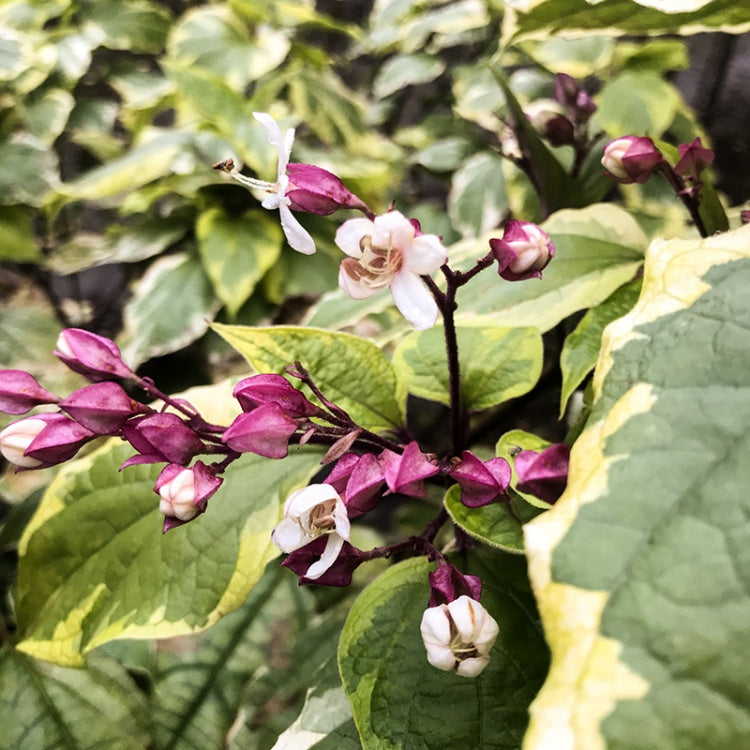 CLERODENDRUM TRICHOTOMUM CARNIVAL VASO 17CM