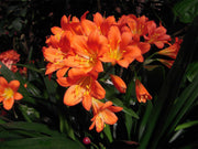 CLIVIA MINIATA IN VASO 13CM ARANCIONE O GIALLA