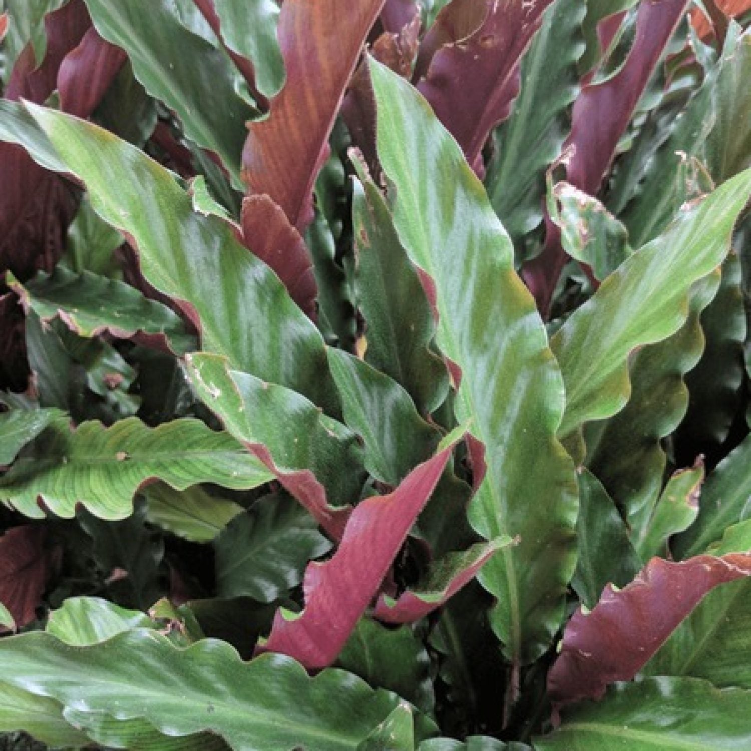 Calathea Rufibarba Wavestar in vaso da 18cm