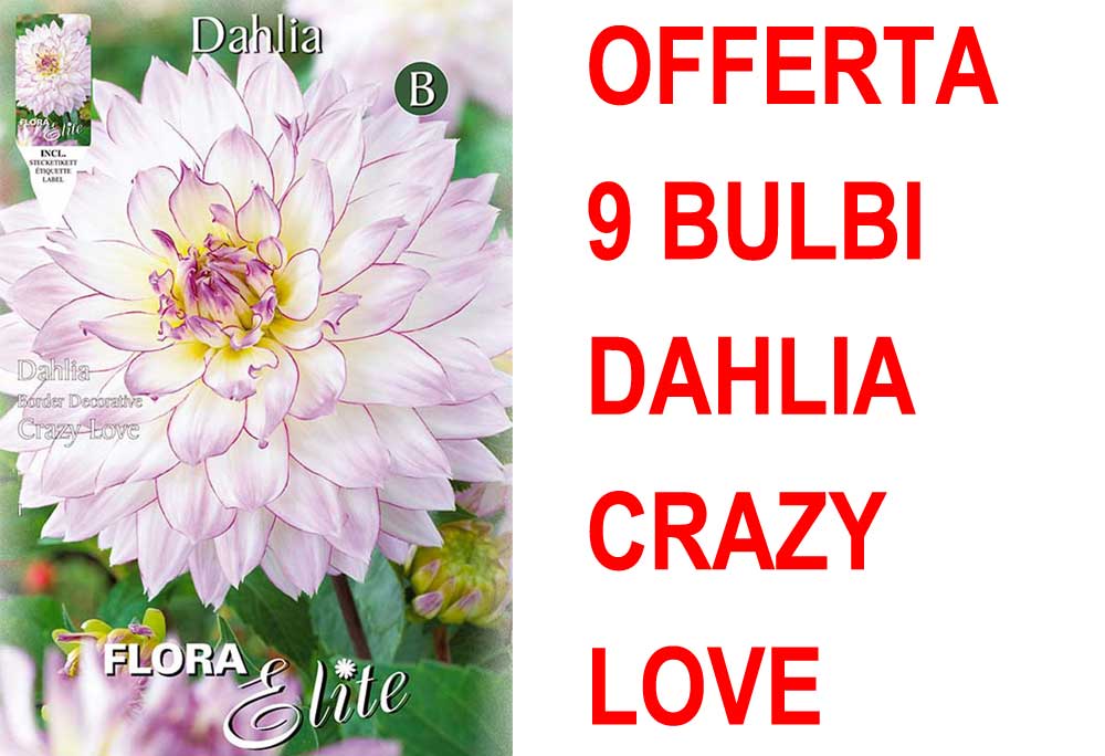 OFFERTA 9 BULBI DAHLIA DA BORDURA CRAZY LOVE