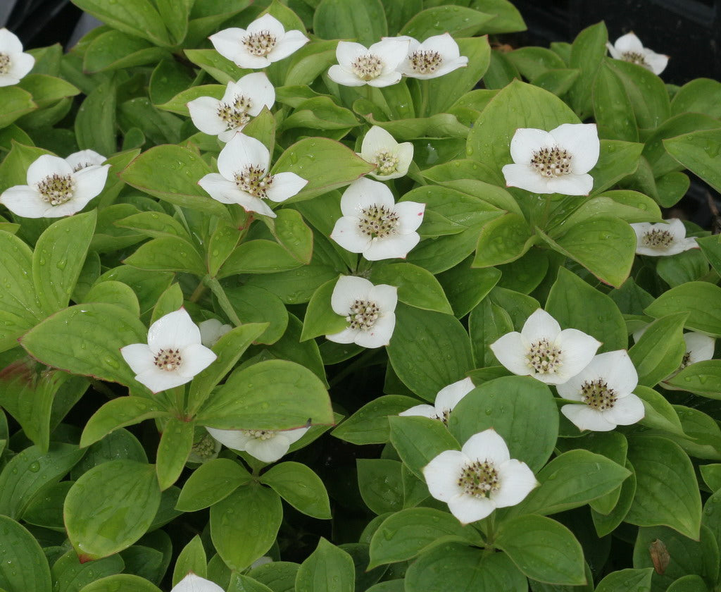 CORNUS CANADENSIS VASO 17CM