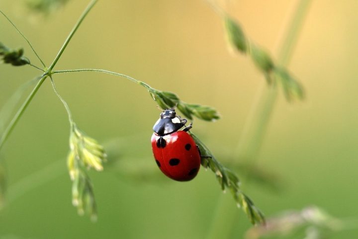 BUSTINA MISCUGLIO DI FIORI PER COCCINELLE